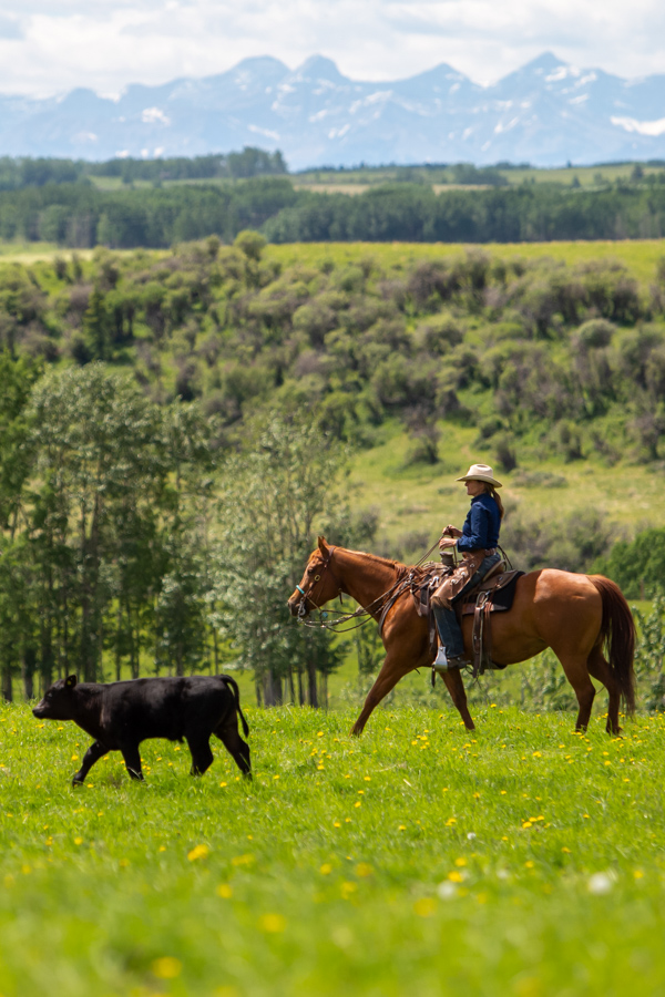 A cowgirl rides horseback while bringing in a herd of cattle.