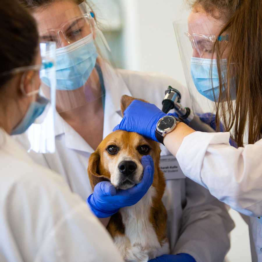 A cute beagle dog rests comfortable while verterinary medicine students observe him.