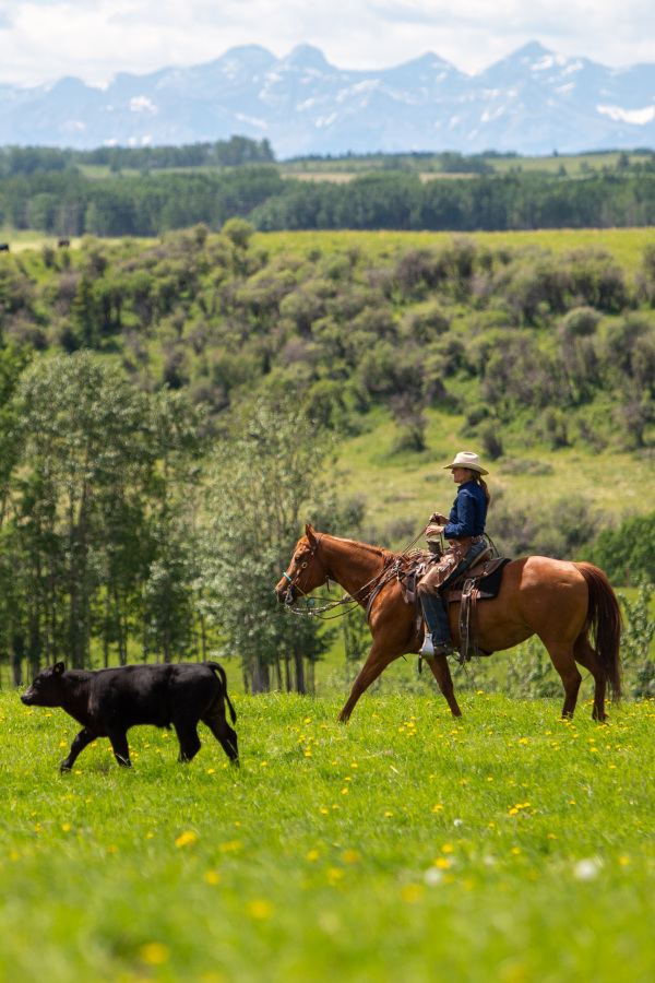 A cowgirl on horseback brings in a herd of cattle