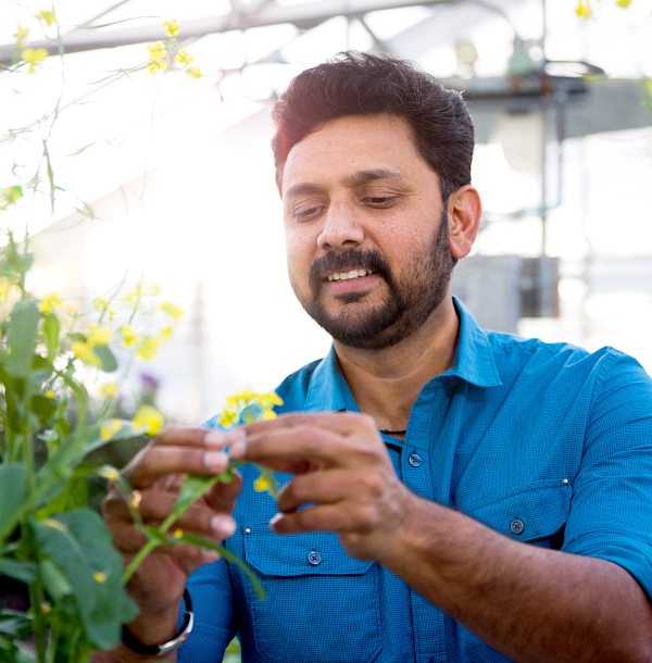 A researcher examins a canola plant